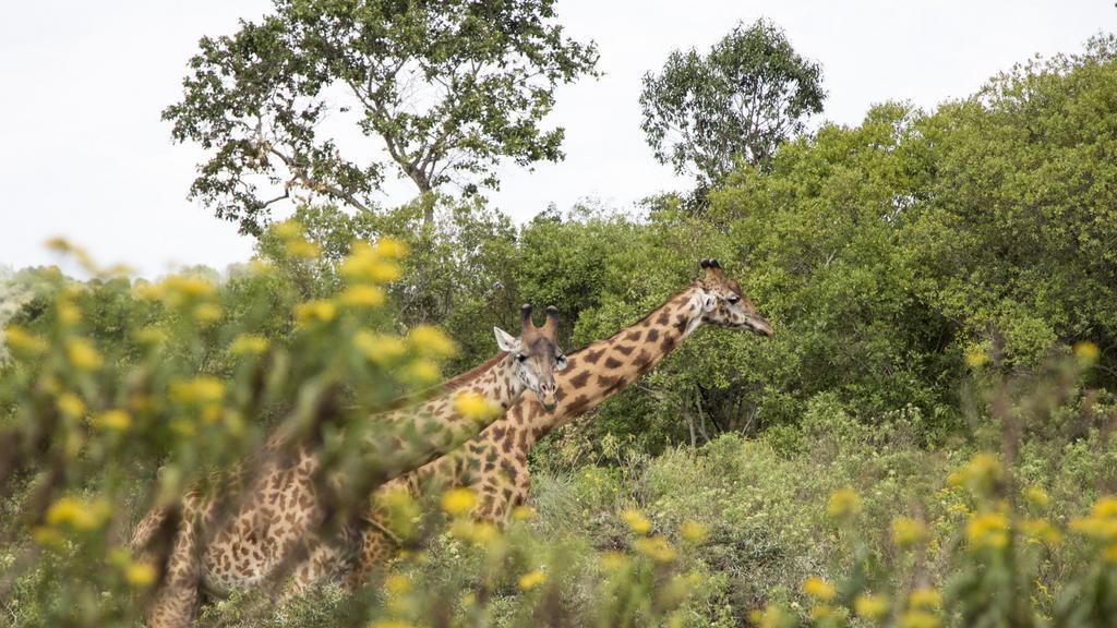 Nature Homes - Africa Amini Life Nkoanrua Eksteriør bilde